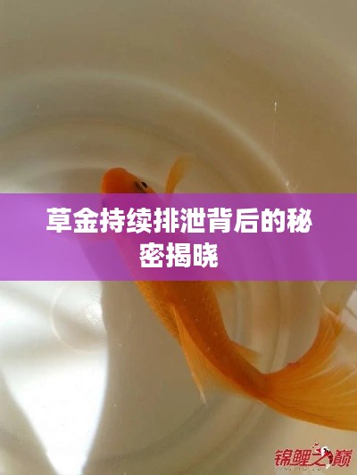 草金持续排泄背后的秘密揭晓