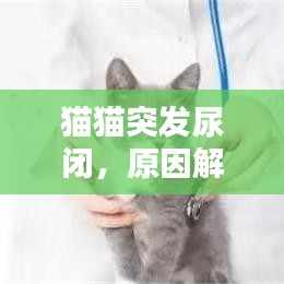 猫猫突发尿闭，原因解析、应对方法与预防措施