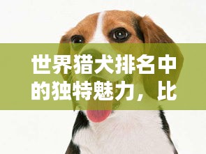 世界猎犬排名中的独特魅力，比格犬上榜！